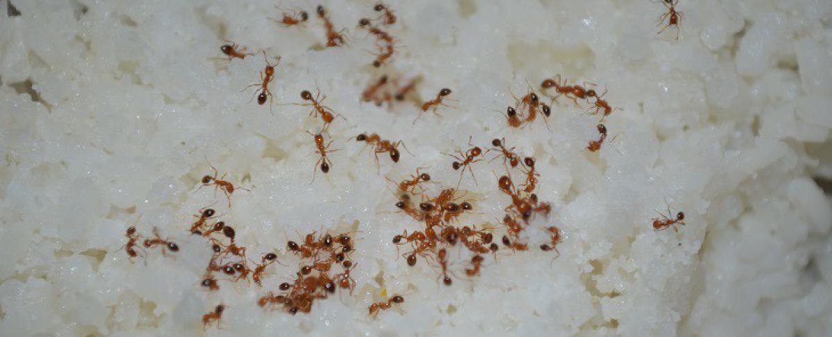 Mieren lokken en vangen
