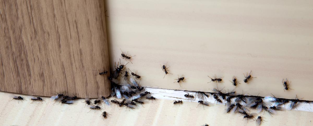 Mieren in de spouwmuur: hoe pak je dat aan?