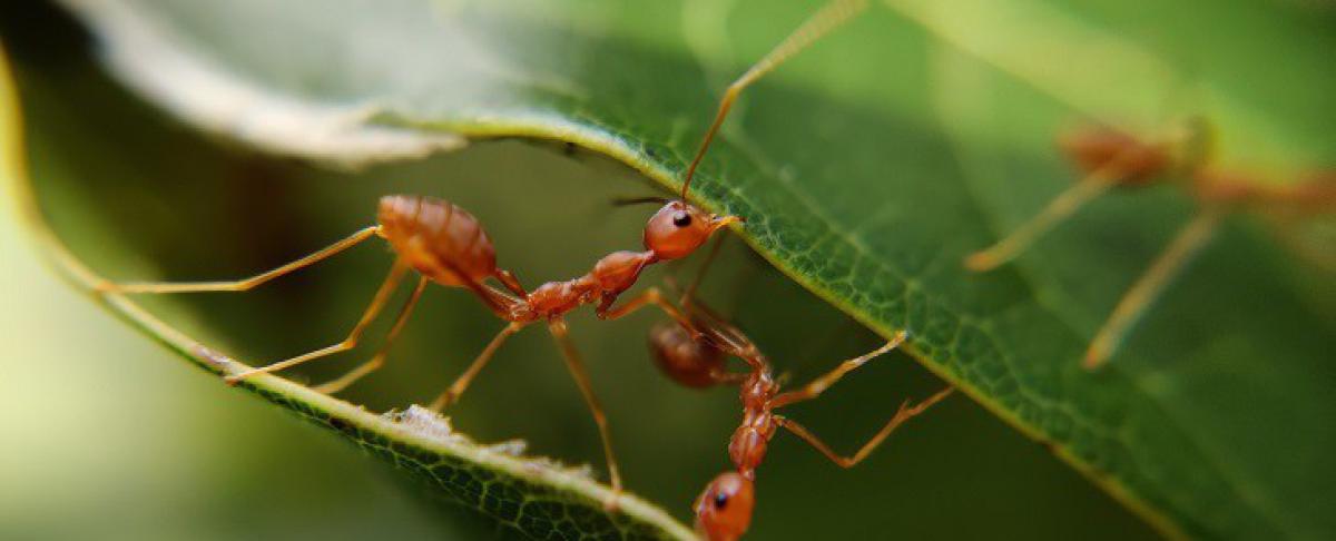 Rode mieren in je tuin of huis: moet je je zorgen maken?
