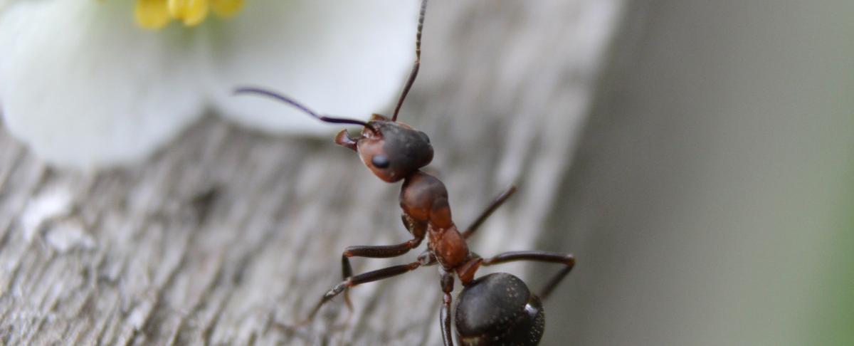 Mieren in het voorjaar: hoe actief zijn ze?