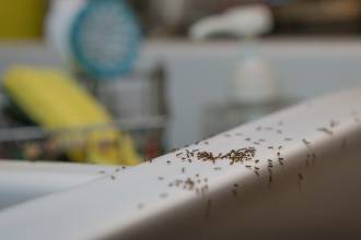 Bijtende mieren: hoe gevaarlijk is een mierenbeet?