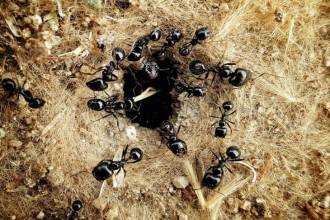 Mieren in de grond: info, tips en advies
